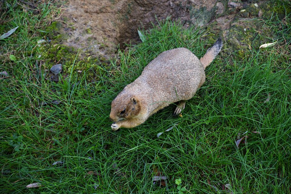 Animal cute nature