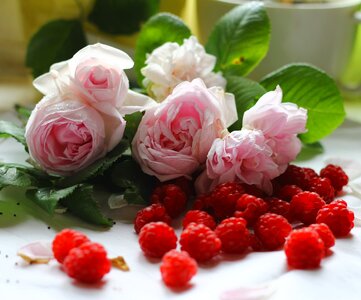 Roses raspberry leaves