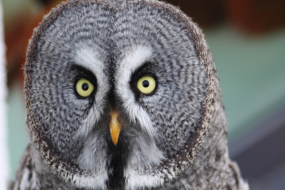 Night active bird animals
