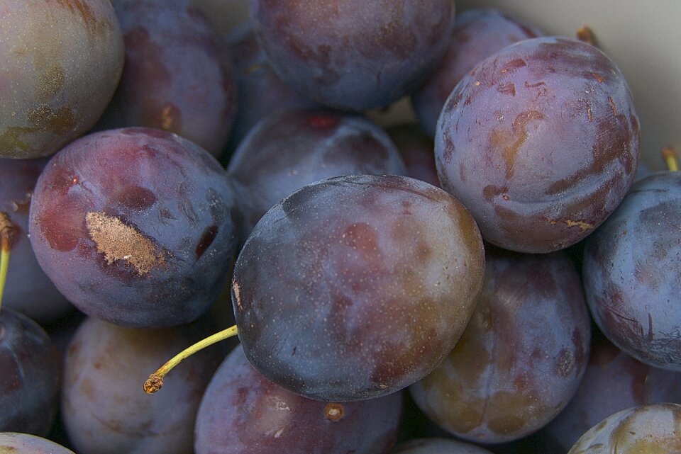 Squish prunus domestica orchard