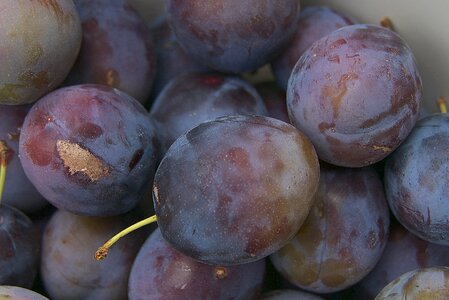 Squish prunus domestica orchard