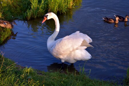Animals lake nature