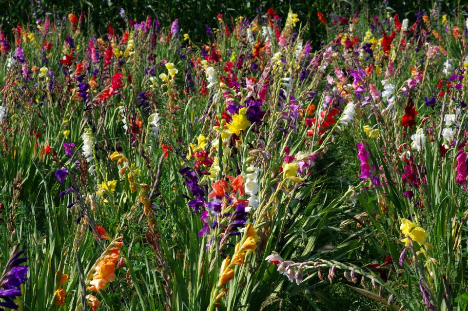 Iridaceae gladiolus flora photo