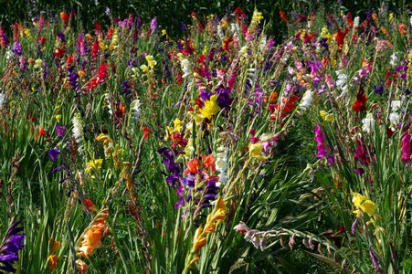 Iridaceae gladiolus flora