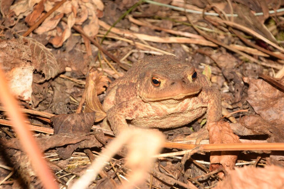Amphibians forest brown