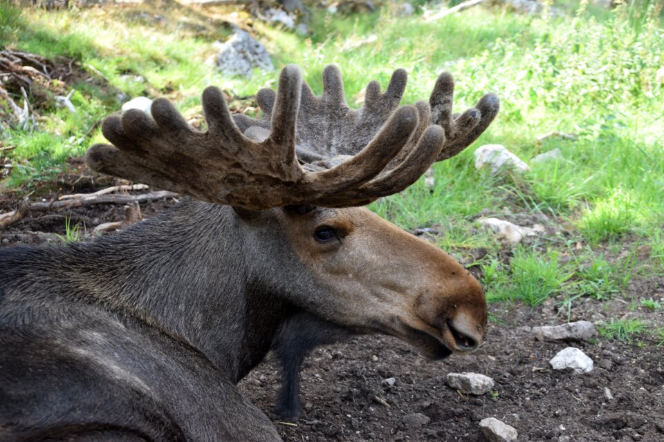 Sweden animal male