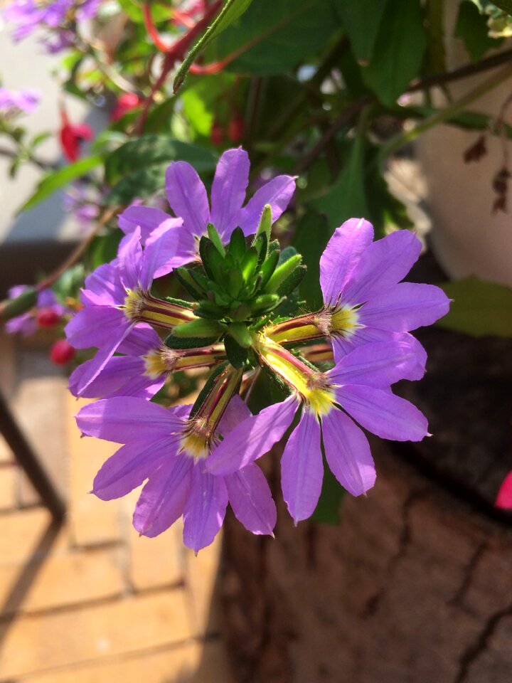 Vegetable flowering bloom