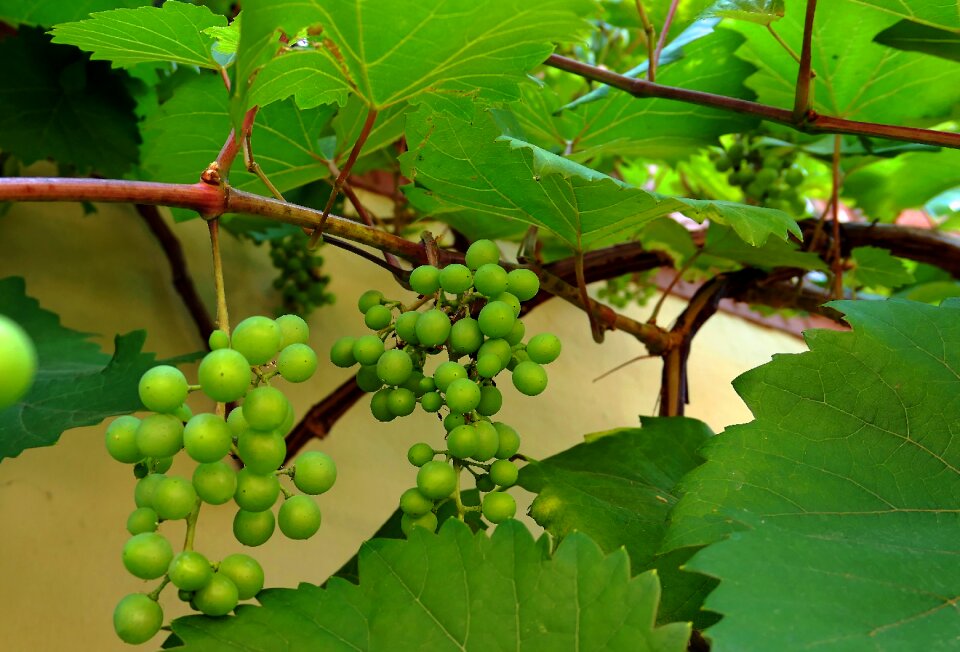 Fruit grapevine food