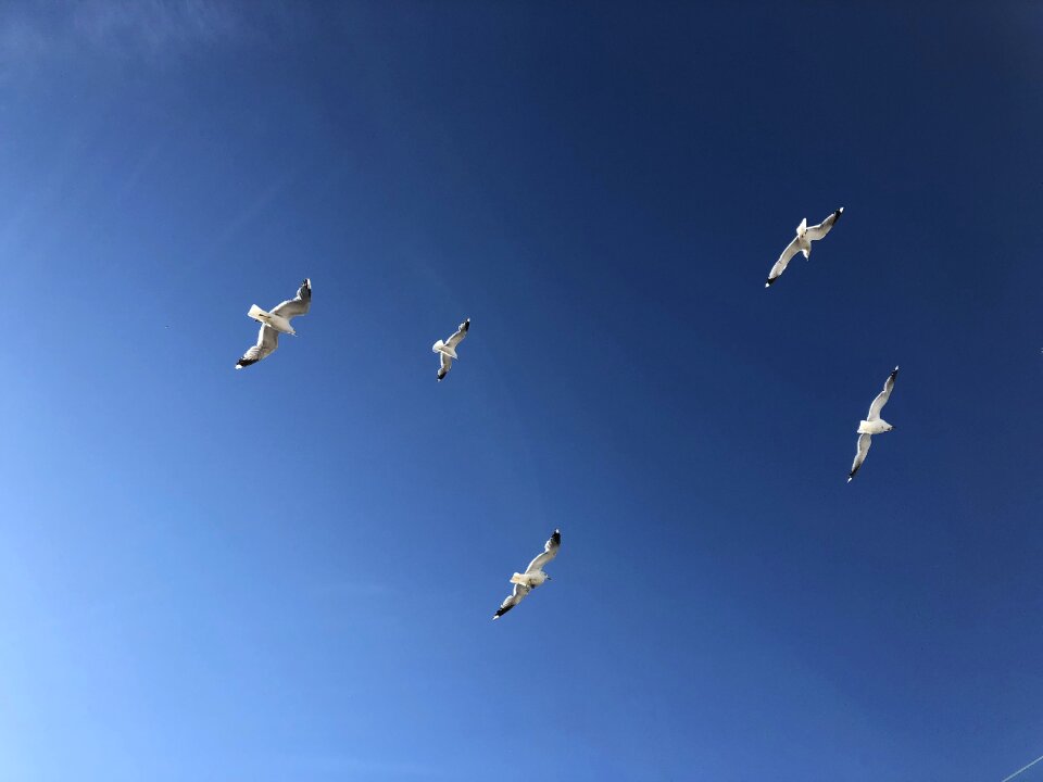 Gulls sky blue
