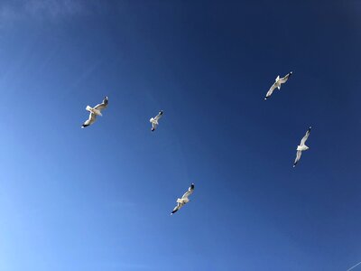 Gulls sky blue photo