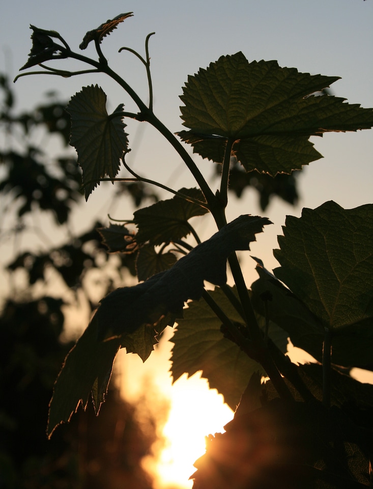 Grape green serrated