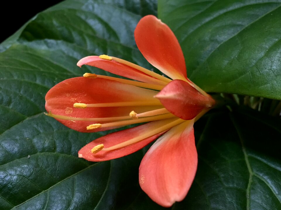 Pistil plant garden