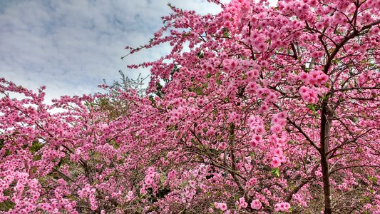 Japan flowers nature