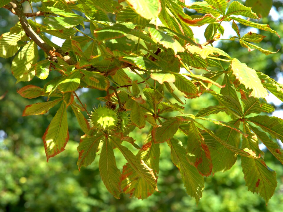 Leaf prickly autumn fruit
