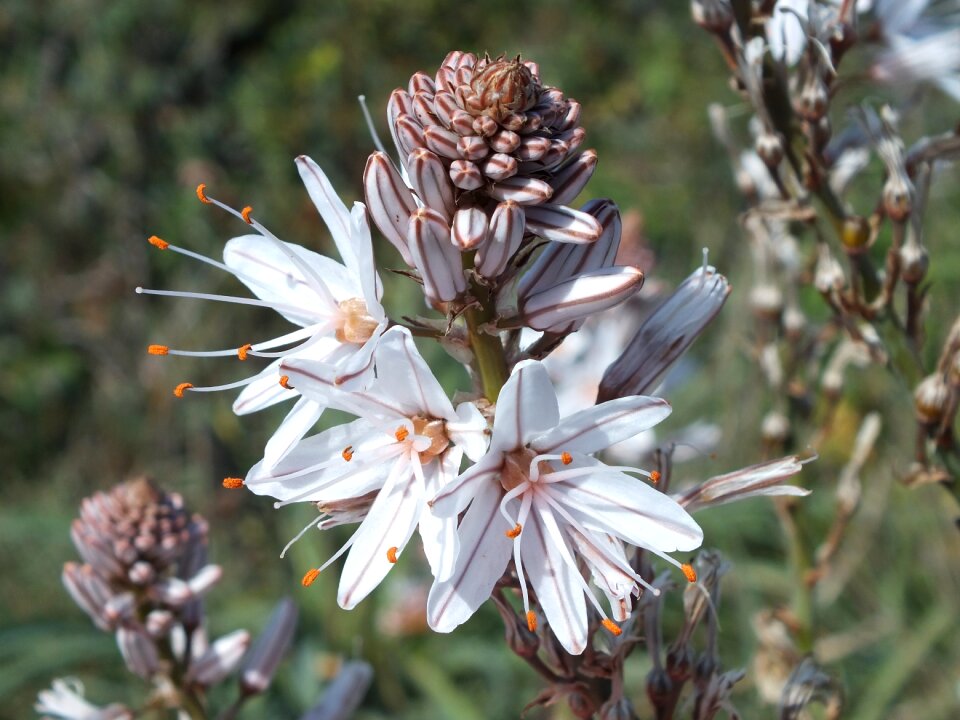 Landscape summer flora