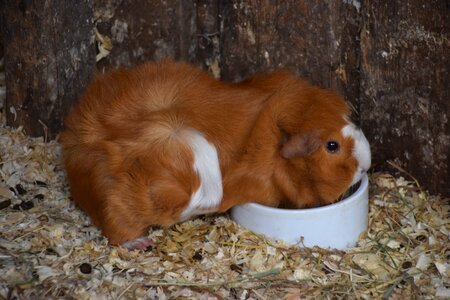 Pet animal cute