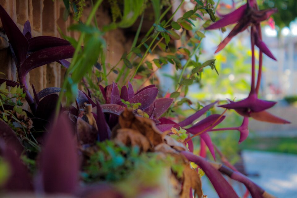 Afternoon purple summer