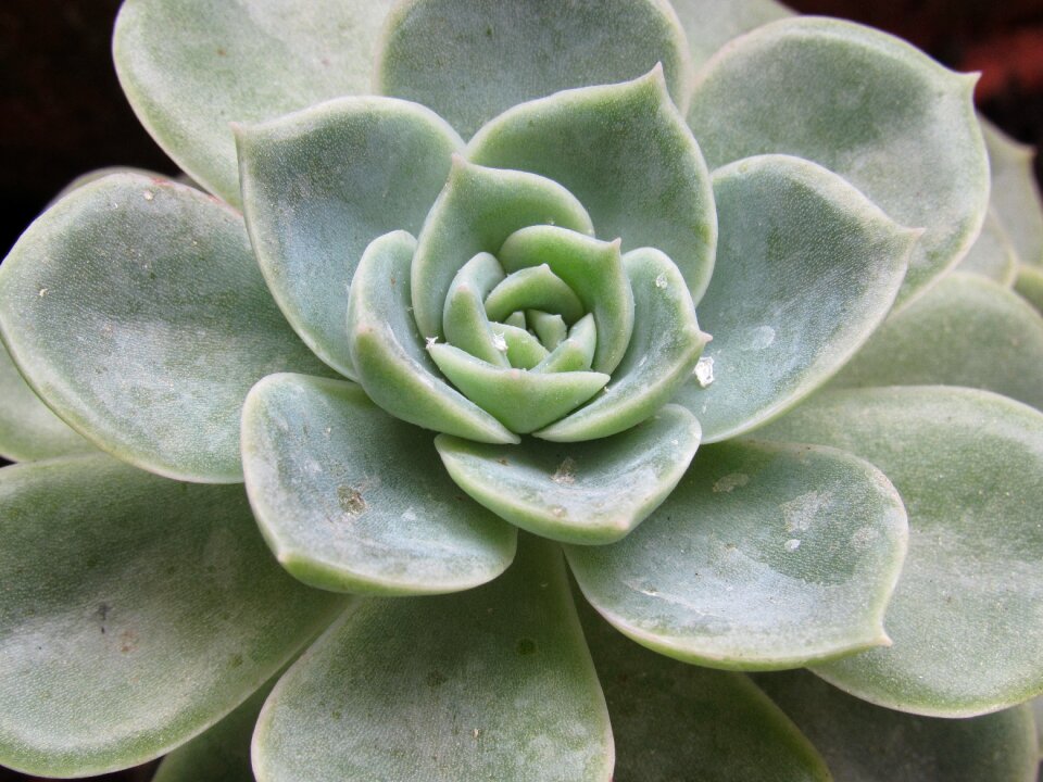 Nature cacti gardening