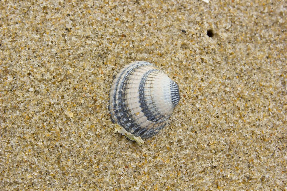 Shell beach seashell