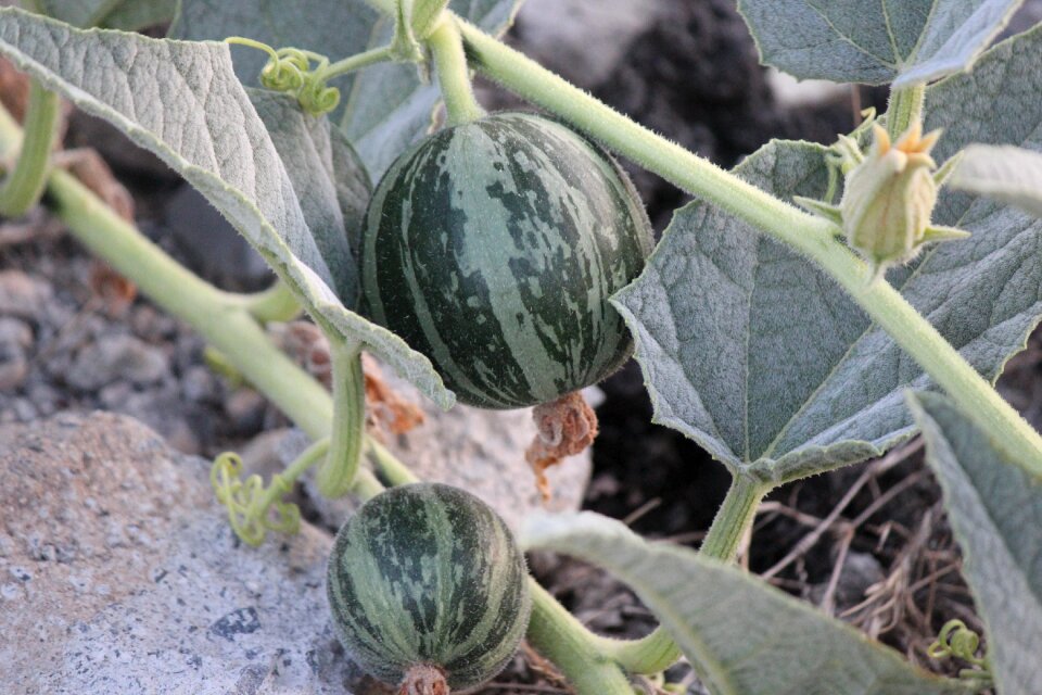 Harvest agriculture fruit