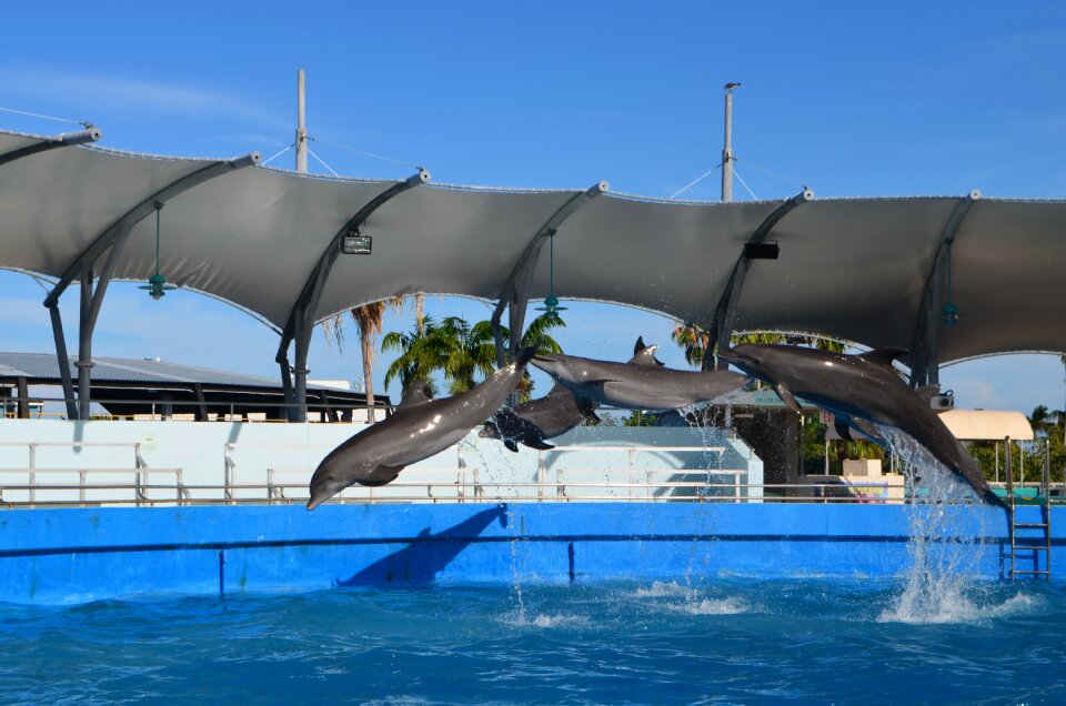 Dolphins show animal