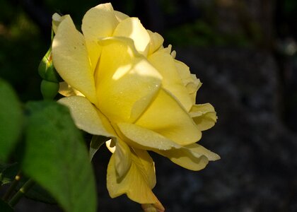 Yellow morning light photo