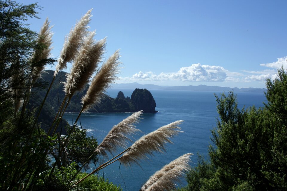 Sea grass nature