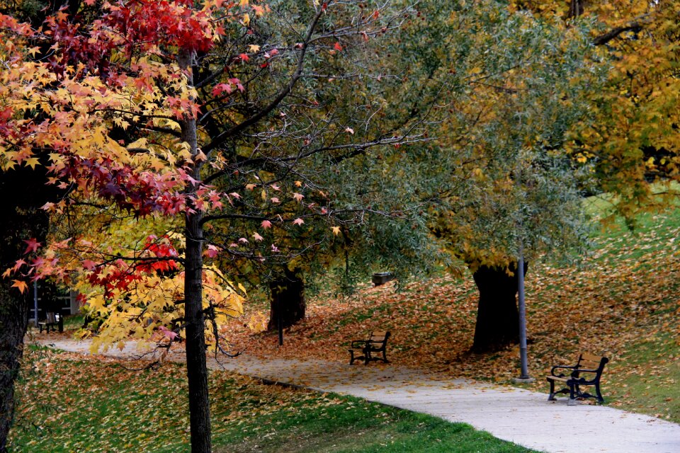 Autumn ankara trees