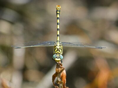 Dragonfly tiger onychogomphus forcipatus tallanassos petit