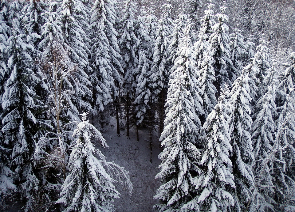 Snow tree snowy
