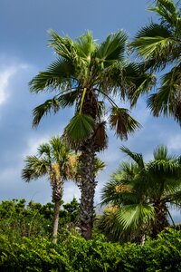 Sea palm coast photo
