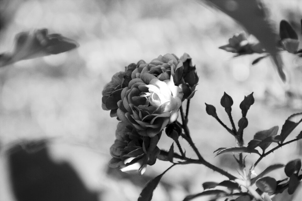 Blossom bloom background
