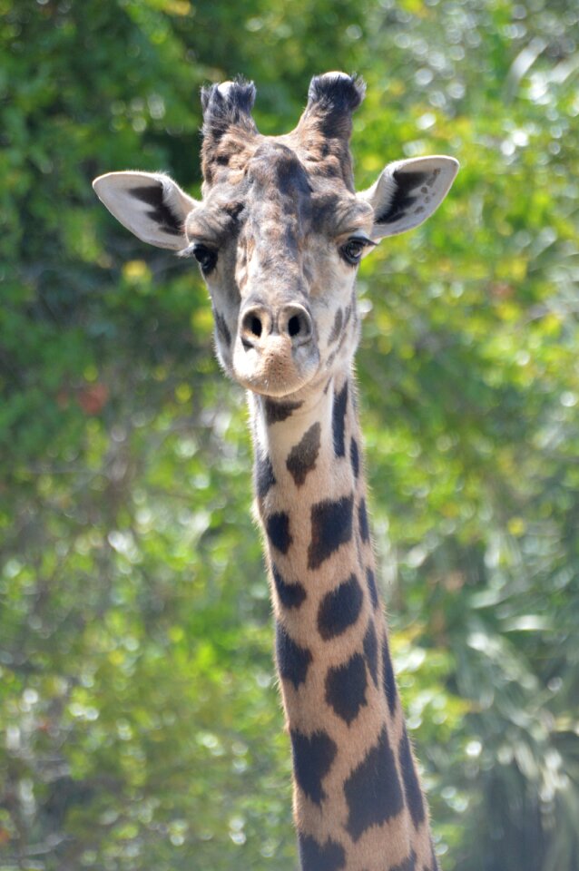 Neck zoo