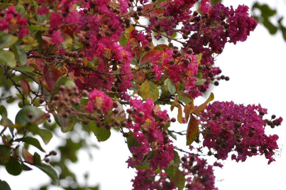 Garden lagerstroemia plant