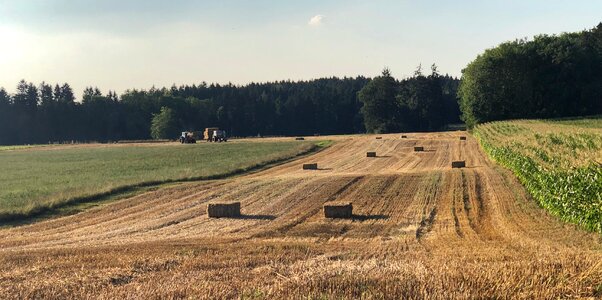 Nature meadow wheat