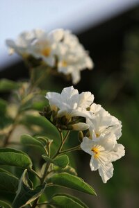 Branch flower leaves