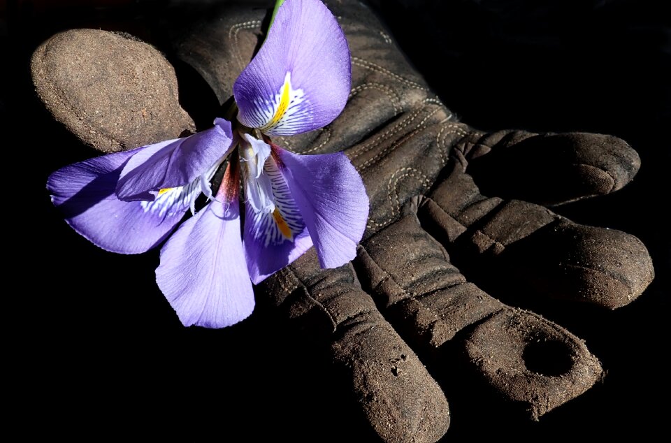 Glove nature gardening