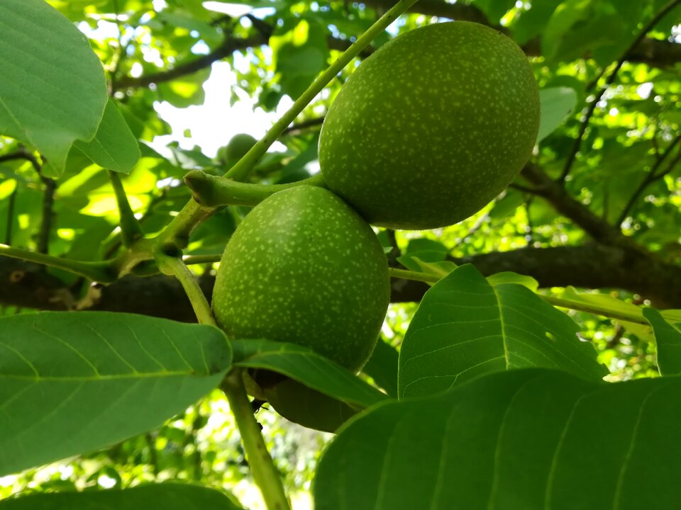 Nature foliage trees