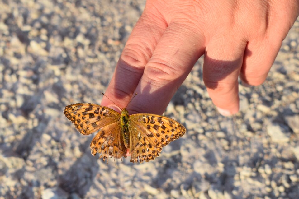 Butterfly pärlemorfjäril butterfly on hand