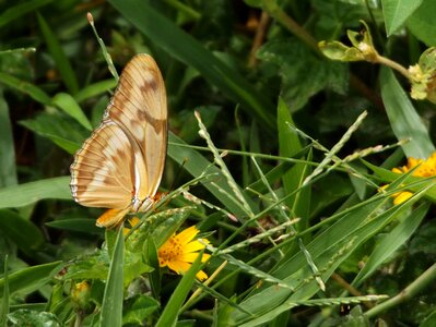 Butterfly garden lawn photo