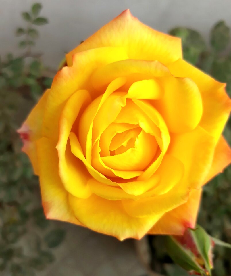 Romance love petal
