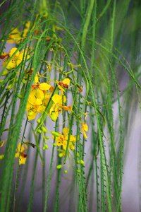 Parkinsonia tree flowers