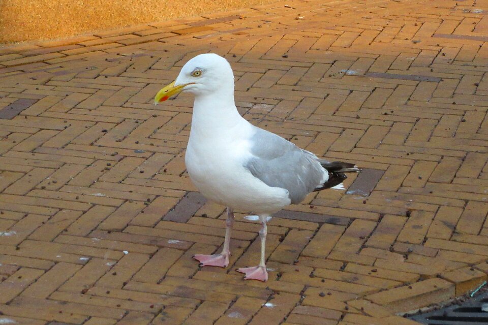 Bird animal wings photo