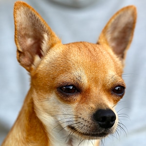 Canine head portrait photo