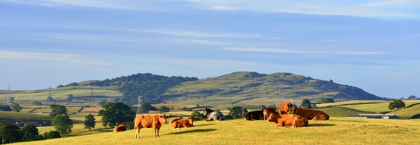 Panorama meadow grassland