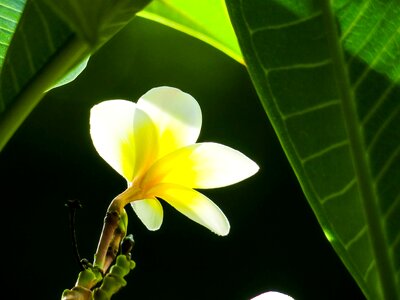 Bloom light plant