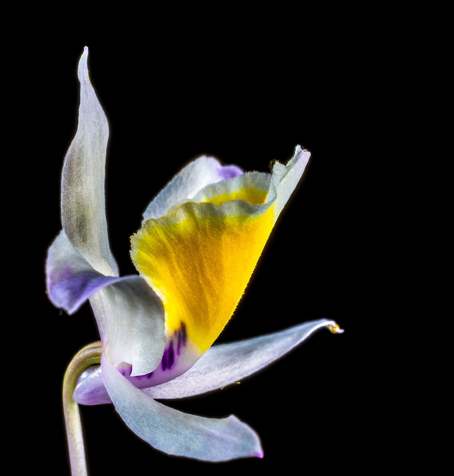 Bloom flower white purple yellow