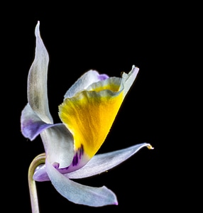 Bloom flower white purple yellow