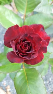 Flower rose floral