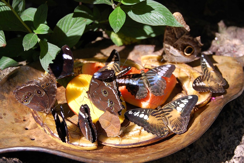 Butterfly insect wing